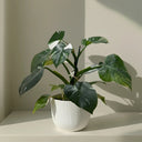 Syngonium Variegata - La Plantisserie