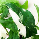 Syngonium Variegata - La Plantisserie