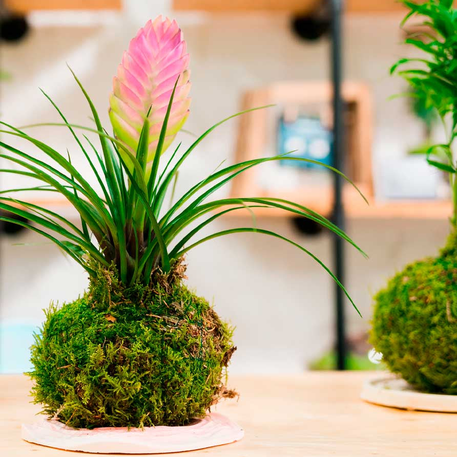 Taller Kokedama + Base de Resina