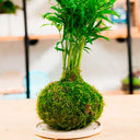Taller Kokedama + Base de Resina