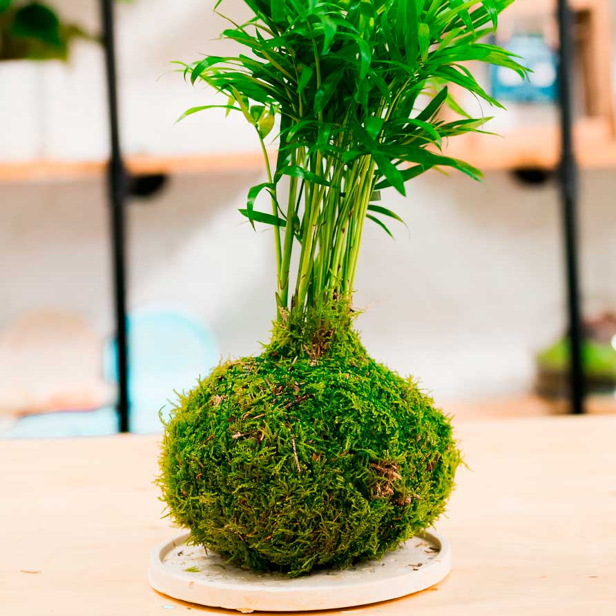 Taller Kokedama + Base de Resina