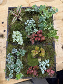 Taller de Jardín Vertical Natural - La Plantisserie