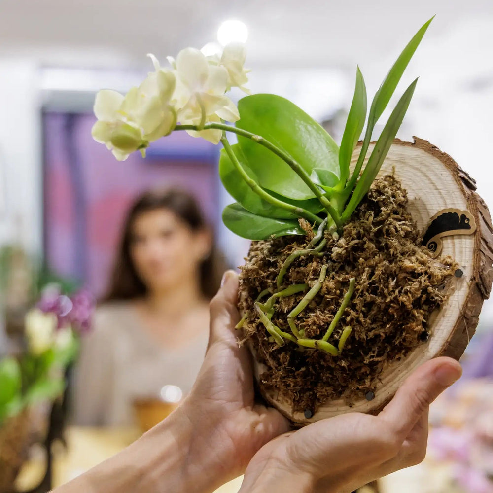 Taller de Plantas Epífitas en Barcelona – Orquídea y Cuerno de Alce - La Plantisserie