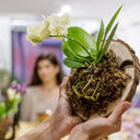 Taller de Plantas Epífitas en Barcelona – Orquídea y Cuerno de Alce - La Plantisserie