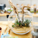 Taller de Terrario Cactus y Suculentas - La Plantisserie