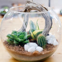 Taller de Terrario Cactus y Suculentas - La Plantisserie