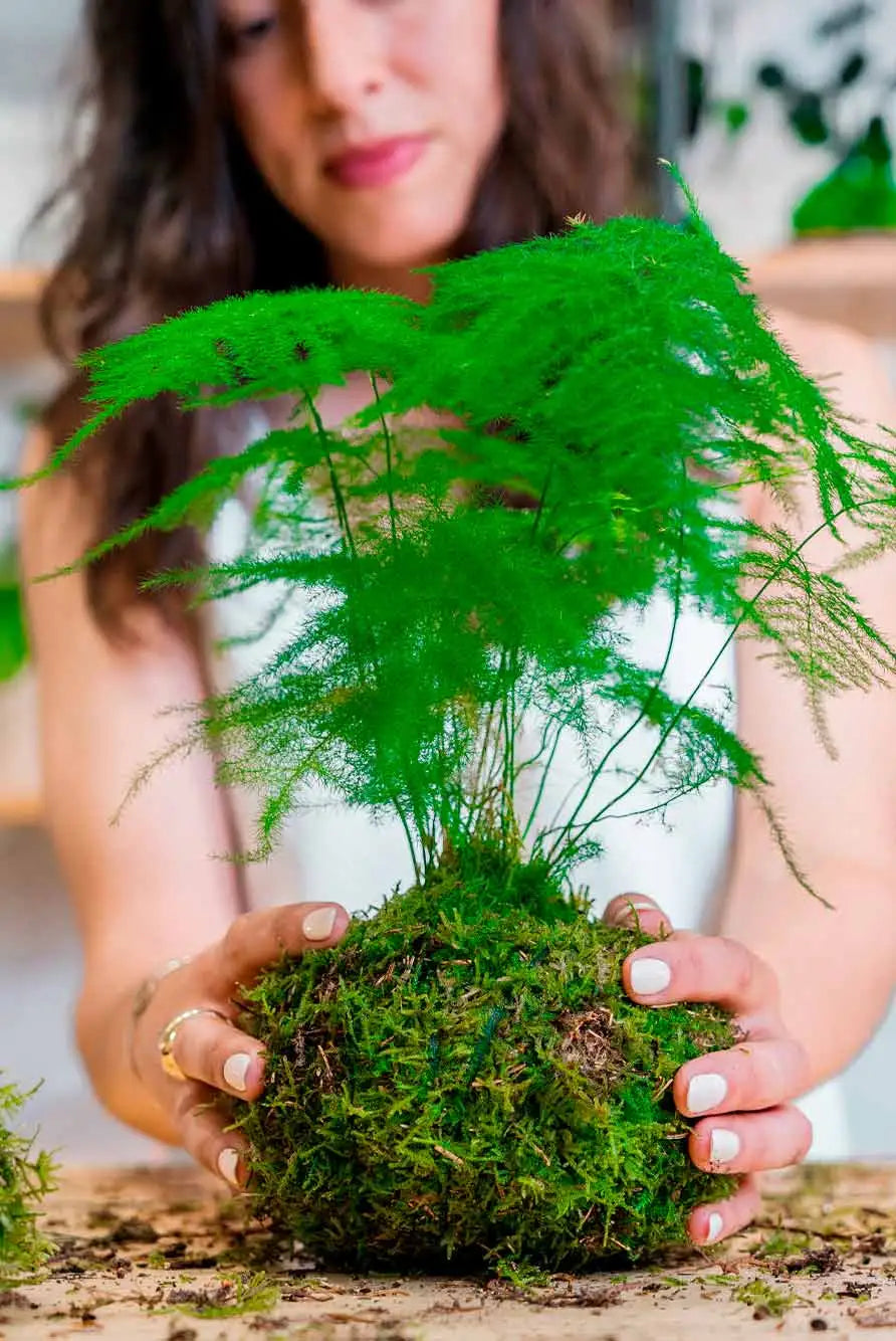 Taller Kokedama en Barcelona