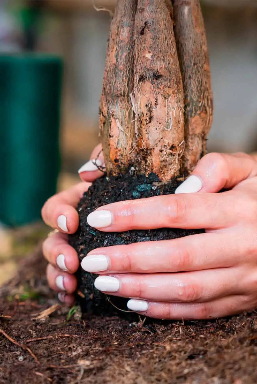 Taller Kokedama en Barcelona