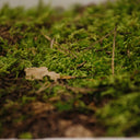 Taller Kokedama en Barcelona