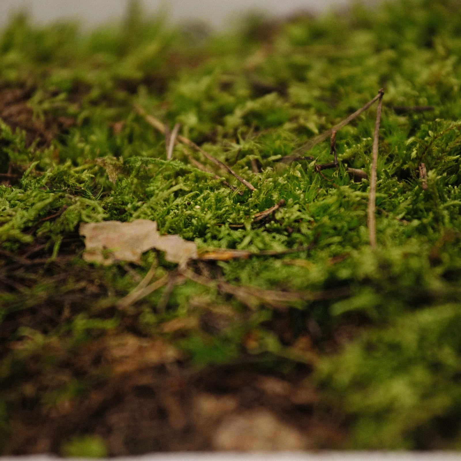 Taller Kokedama en Barcelona