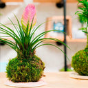 Taller Kokedama + Base de Resina - La Plantisserie