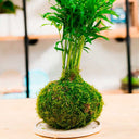 Taller Kokedama + Base de Resina - La Plantisserie