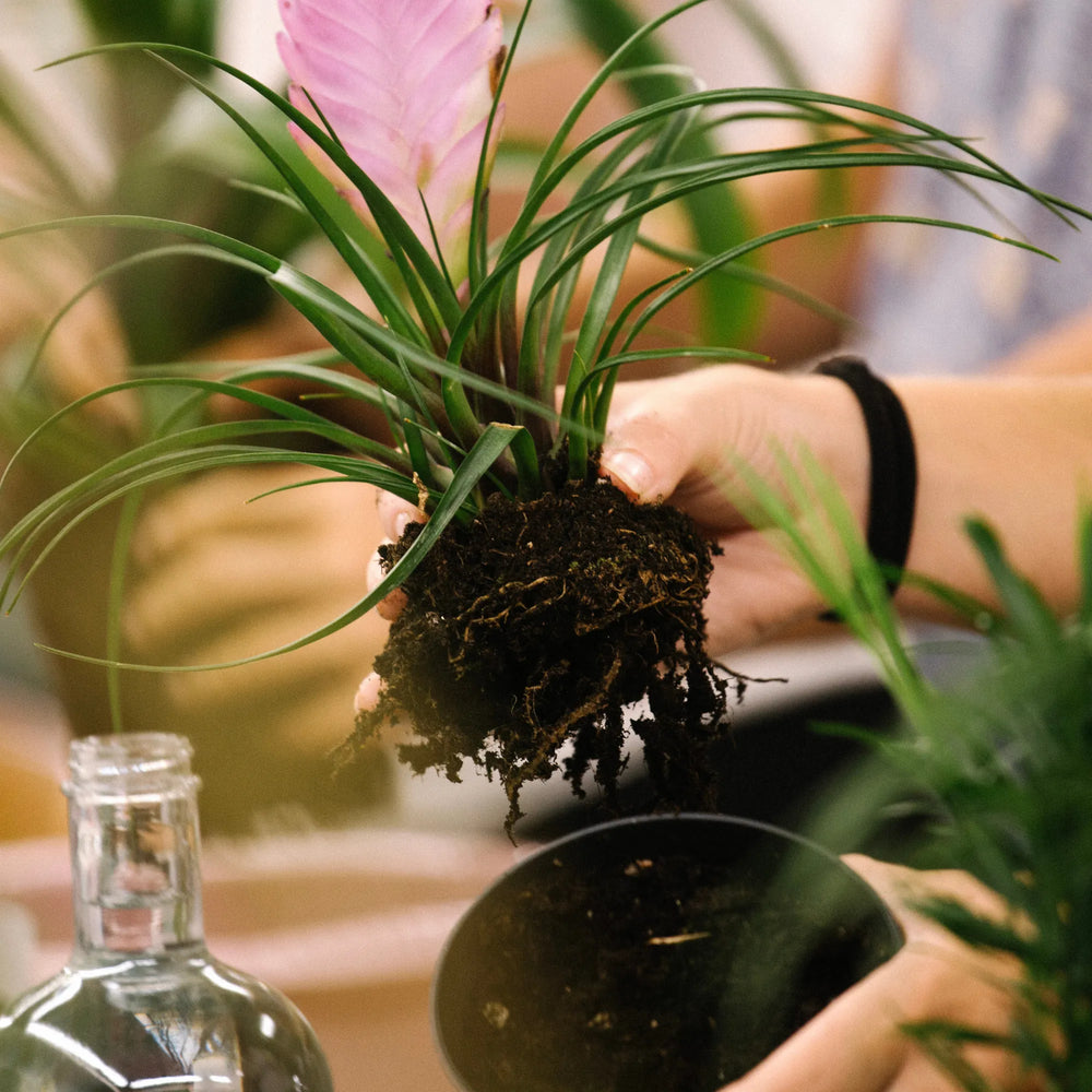 Taller de kokedama en Barcelona, experiencia creativa con plantas