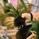 Taller Kokedama en Barcelona