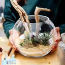 Taller de Terrario Cactus y Suculentas