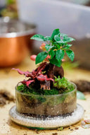 Taller Terrario Plantas Barcelona