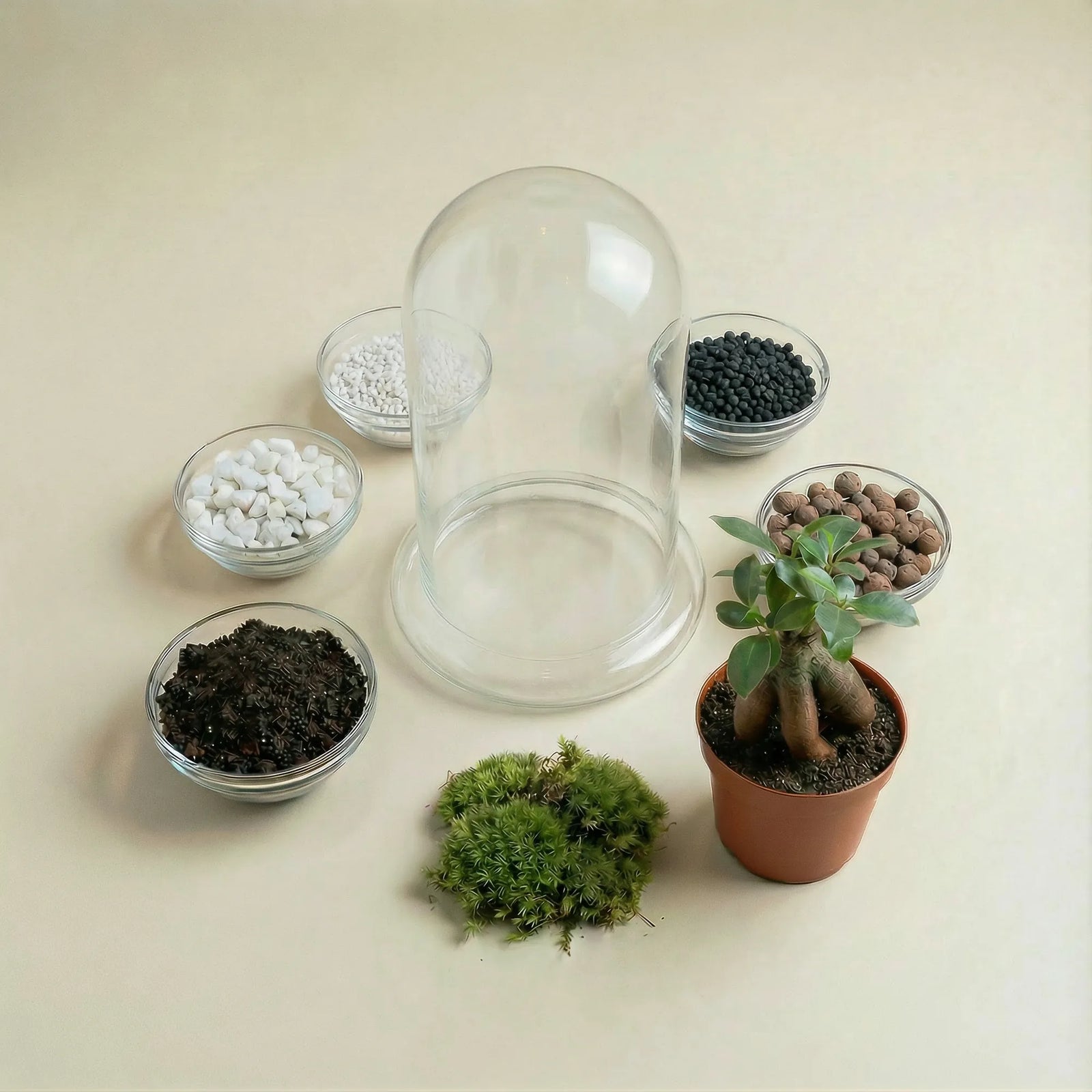 Packs DIY - Hazlo tú mismo | Terrarios de plantas