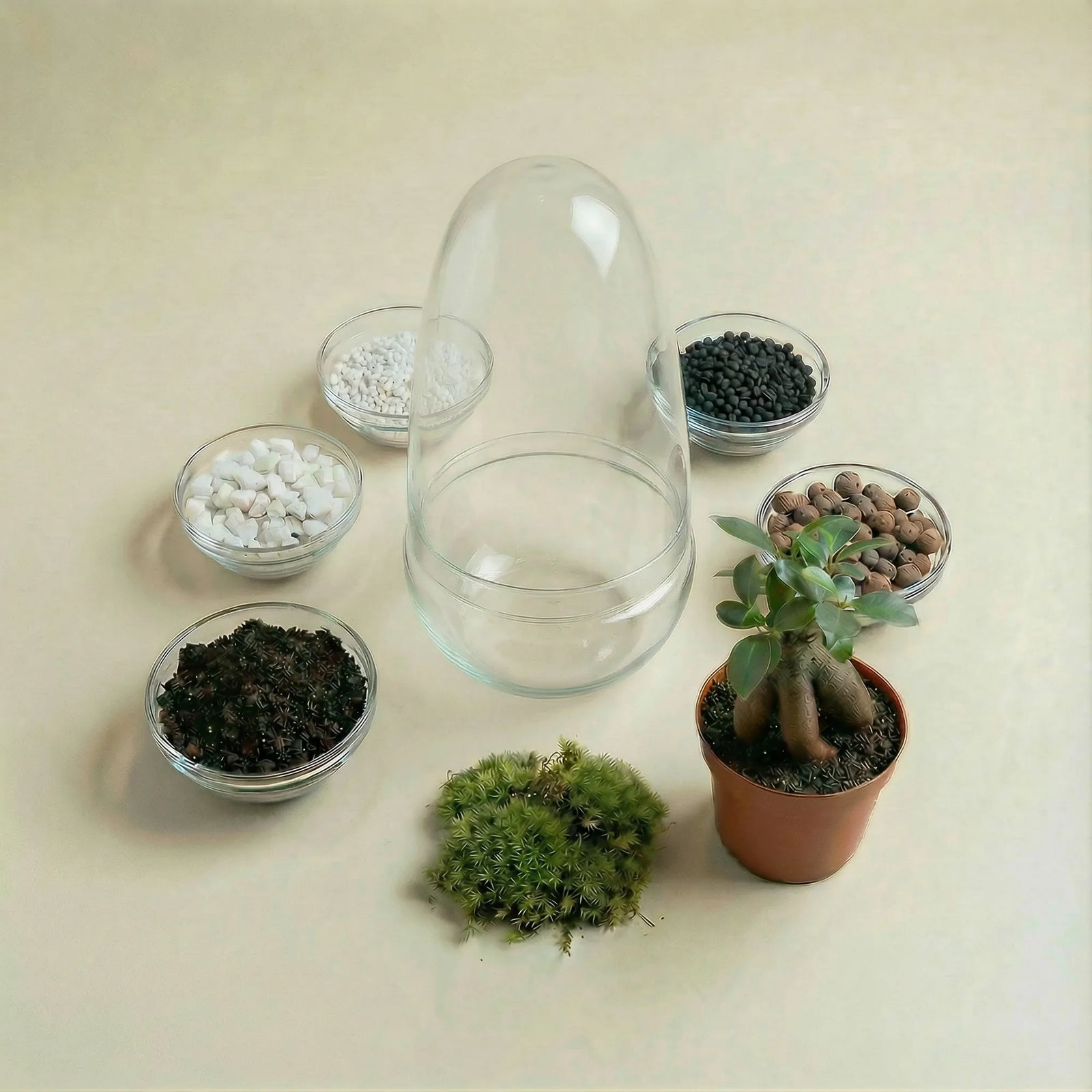 Packs DIY - Hazlo tú mismo | Terrarios de plantas