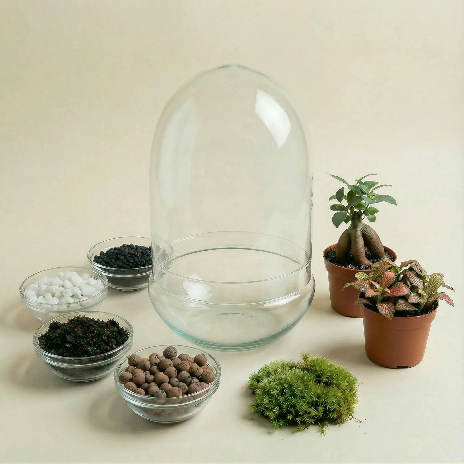 Packs DIY - Hazlo tú mismo | Terrarios de plantas