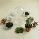 Packs DIY - Hazlo tú mismo | Terrarios de plantas