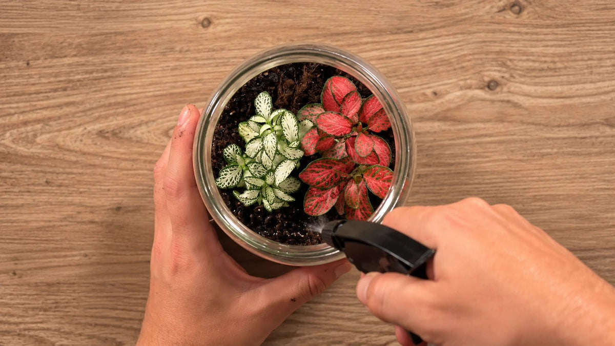 Regalo · Terrarios de plantas: ¡Hazlo con cualquier recipiente! - La Plantisserie