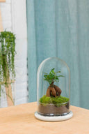 Terrario plantas Ginsengmoss (26×16cm)