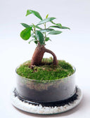 Terrario plantas Ginsengmoss (26×16cm)