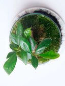 Terrario plantas Ginsengmoss (26×16cm)