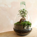 Terrario plantas Goti (30x19cm)