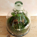 Terrario plantas Goti (30x19cm)