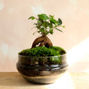 Terrario plantas Goti (30x19cm)