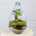 Terrario plantas Goti (30x19cm) - La Plantisserie