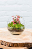 Terrario plantas Gout (12x12cm) - La Plantisserie