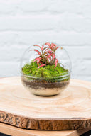 Terrario plantas Gout (12x12cm)
