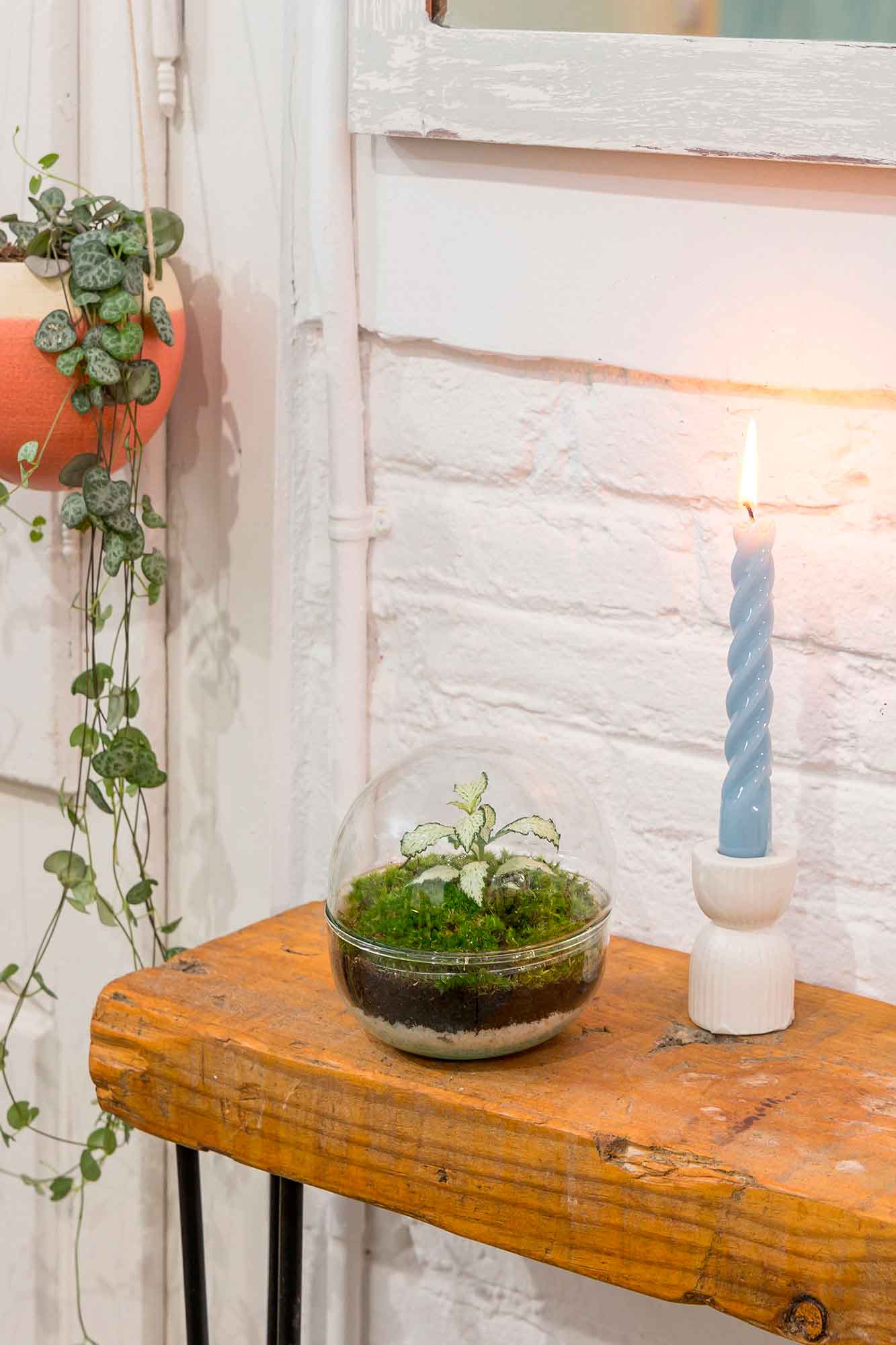 Terrario plantas Gout (12x12cm)