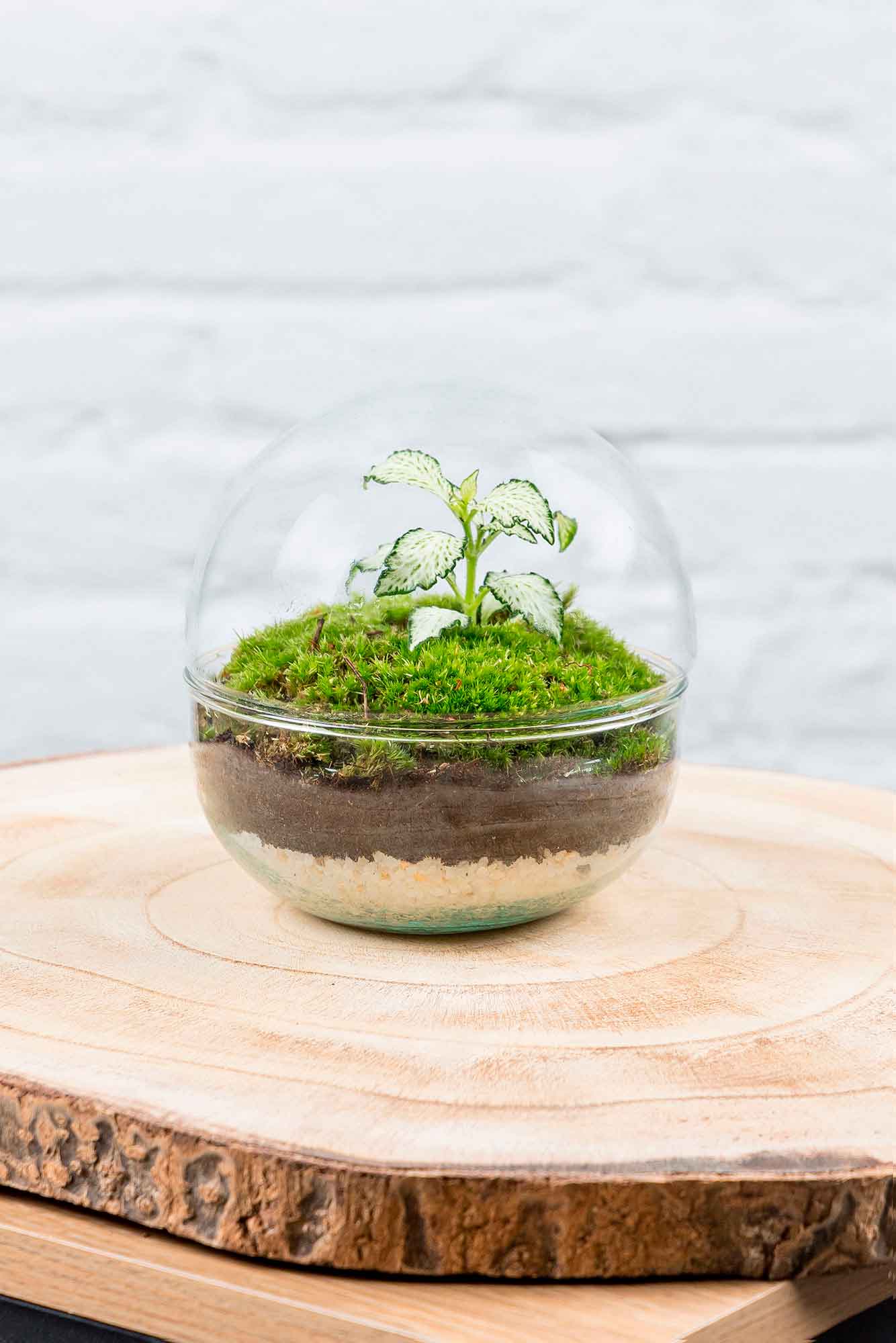 Terrario plantas Gout (12x12cm)