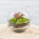 Terrario plantas Gout XL (20x20cm) - La Plantisserie