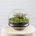 Terrario plantas Gout XL (20x20cm) - La Plantisserie