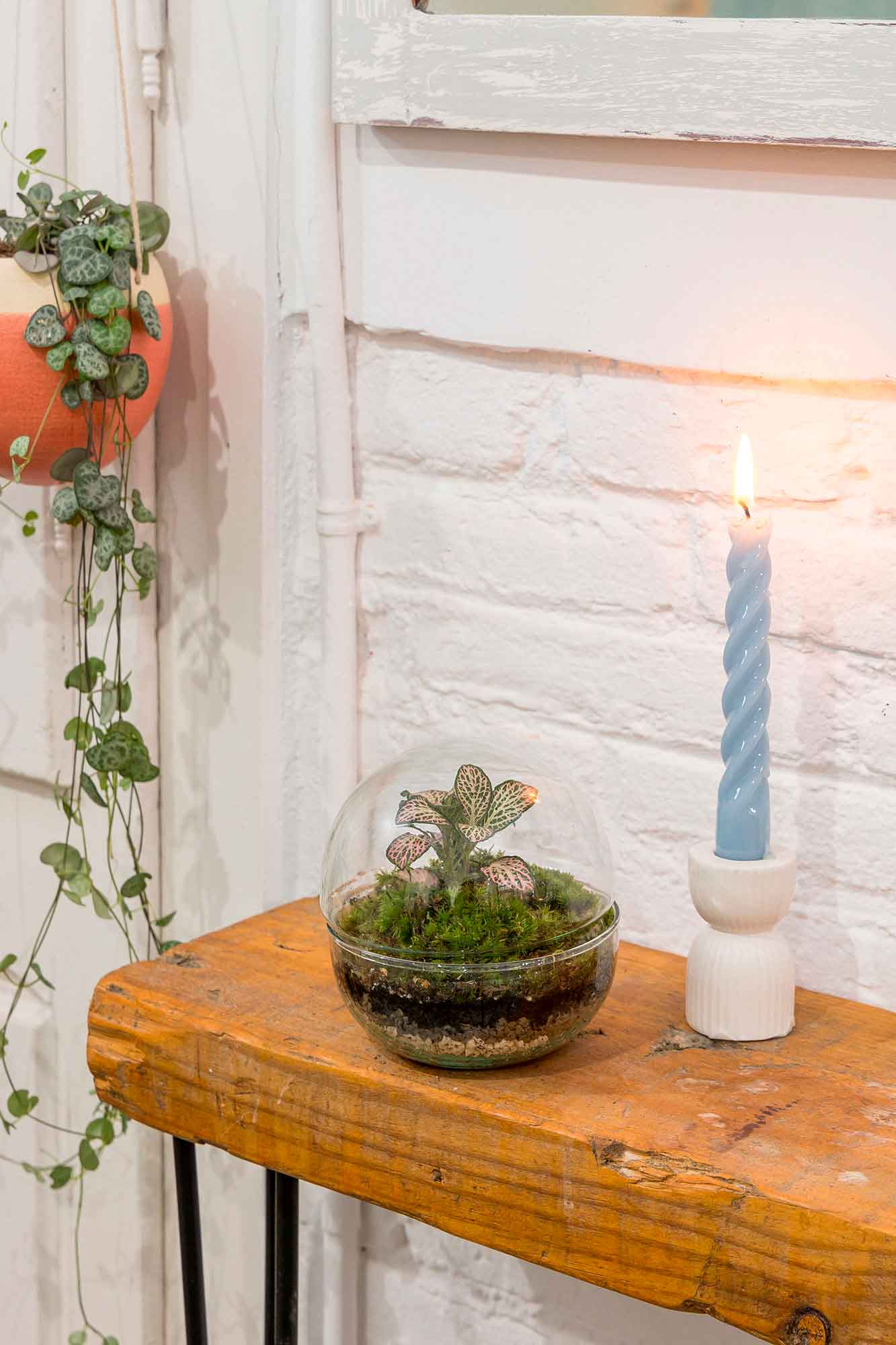 Terrario plantas Gout (12x12cm)