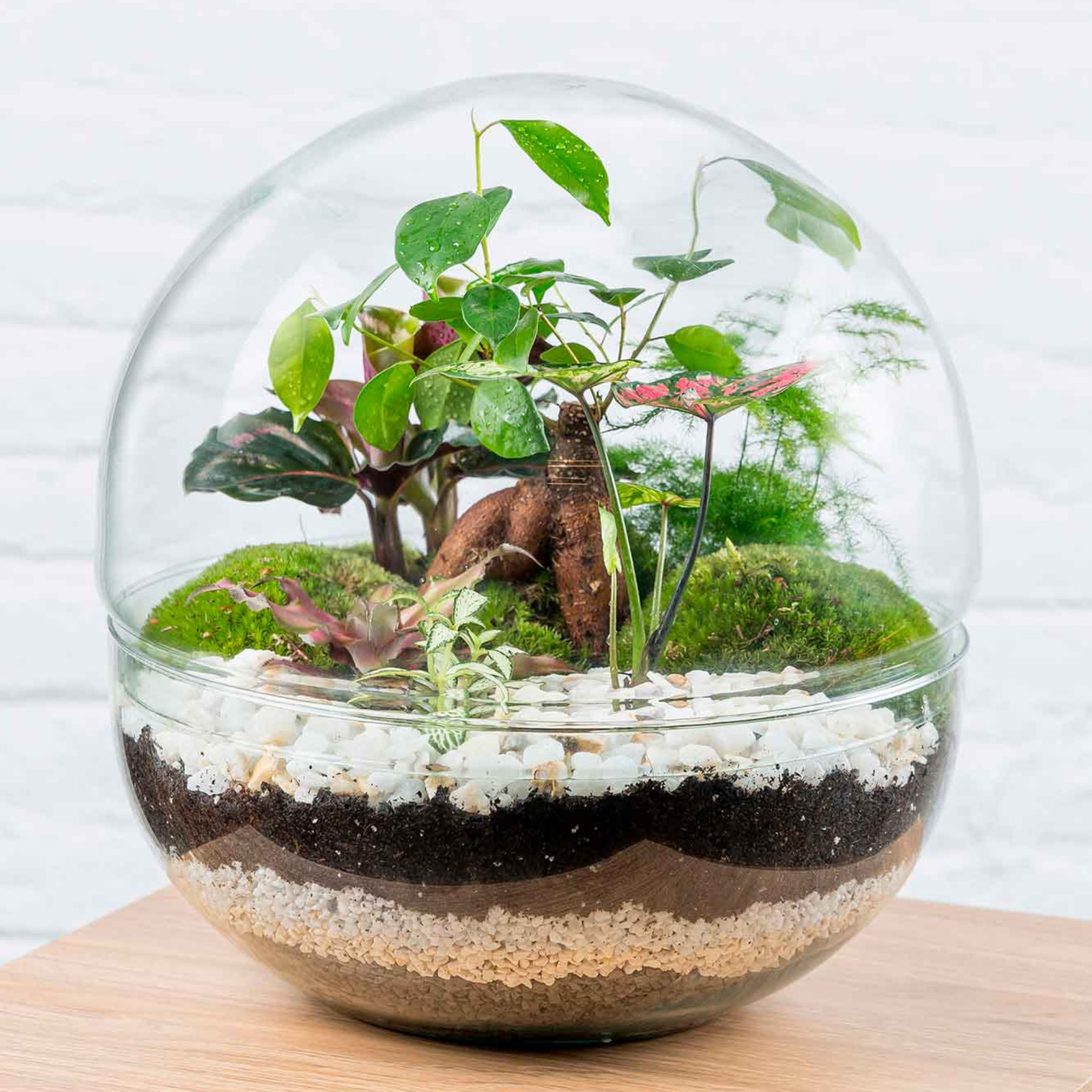Terrario plantas Greener (28x28cm)