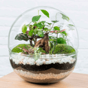 Terrario plantas Greener (28x28cm) - La Plantisserie