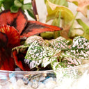 Terrario plantas Greener (28x28cm) - La Plantisserie