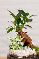 Terrario plantas Jungle World (26x12cm)