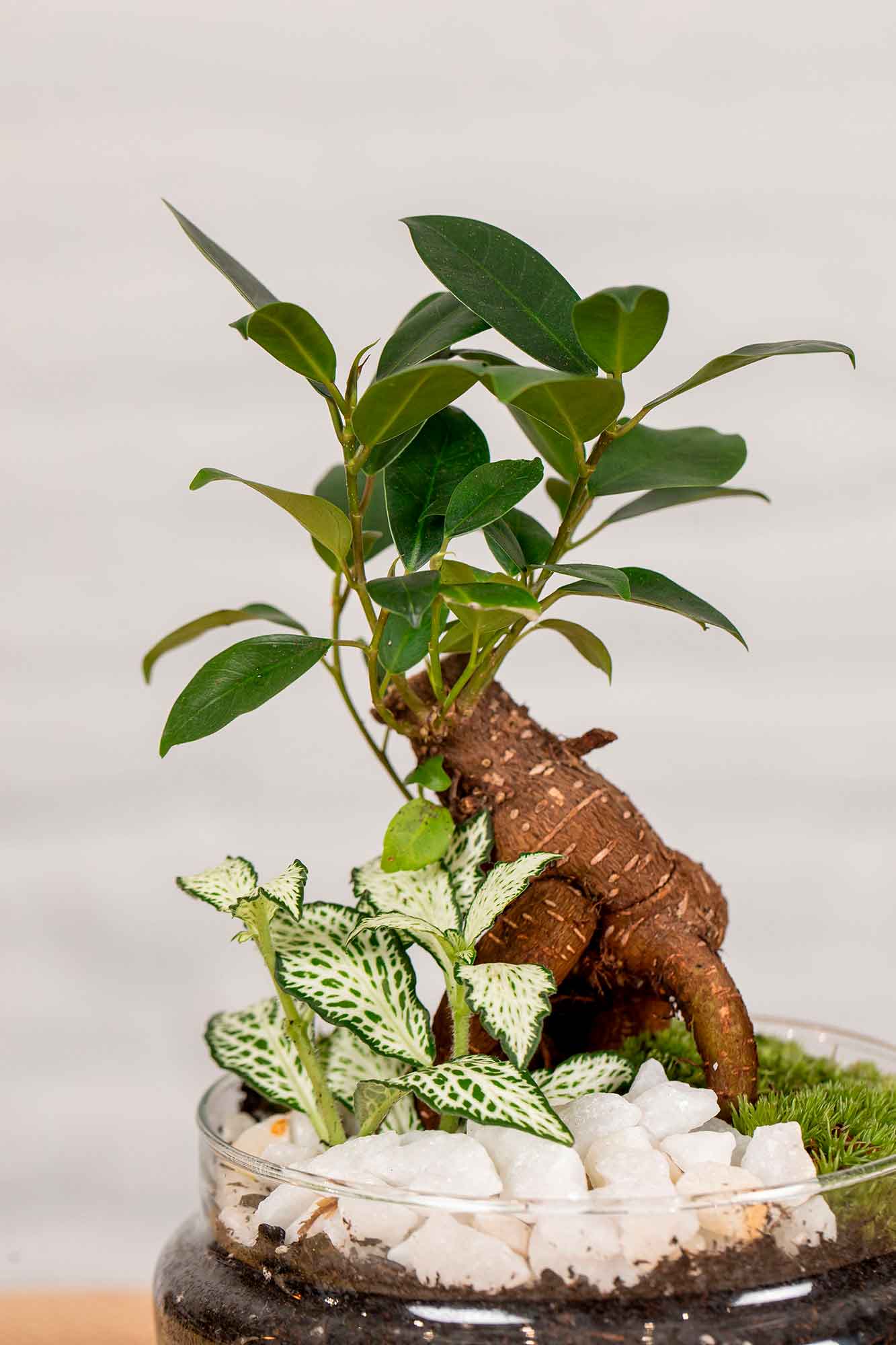 Terrario plantas Jungle World (26x12cm)