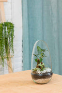 Terrario plantas Jungle World (26x12cm)