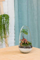 Terrario plantas Jungle World (26x12cm)