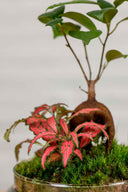 Terrario plantas Jungle World (26x12cm)