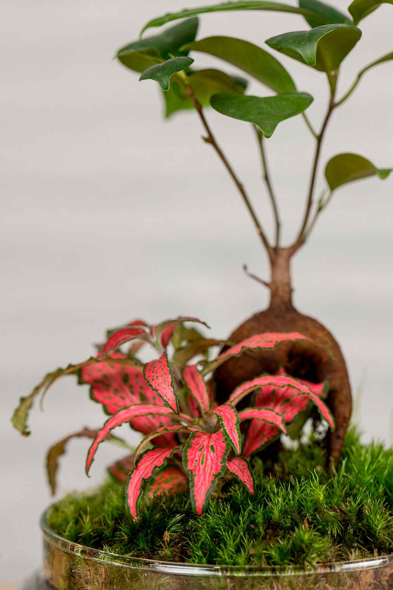 Terrario plantas Jungle World (26x12cm)