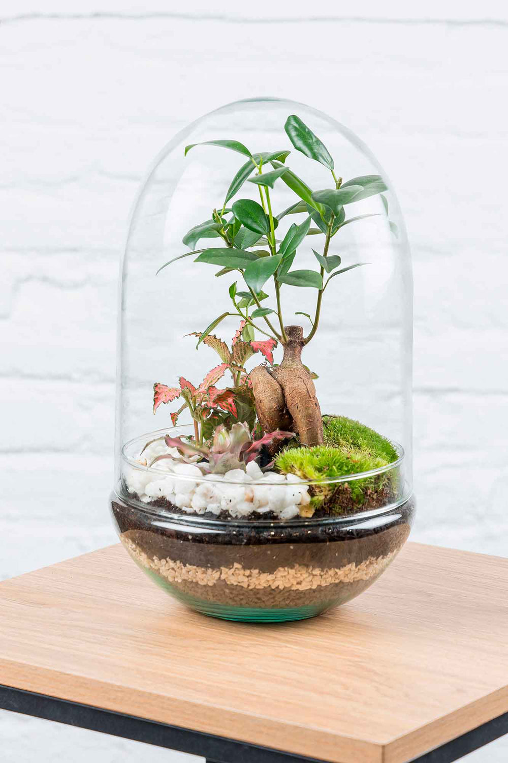 Detalle de las plantas dentro del terrario Polaina