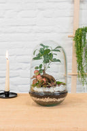 Terrario plantas Polaina (30x19cm)